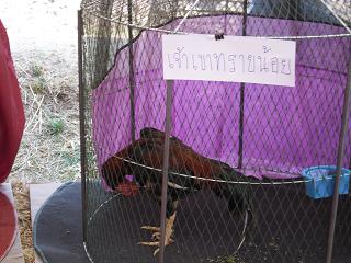 ไก่ชน ชนไก่ Fighting cock