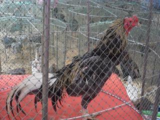 ไก่ชน ชนไก่ Fighting cock
