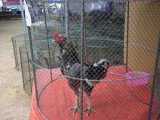 ไก่ชน ชนไก่ Fighting cock
