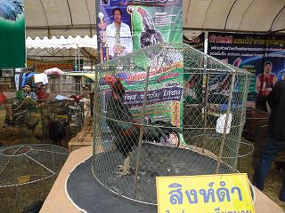 ไก่ชน ชนไก่ Fighting cock