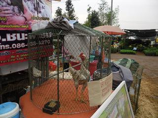 ไก่ชน ชนไก่ Fighting cock