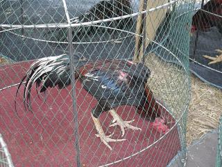 ไก่ชน ชนไก่ Fighting cock