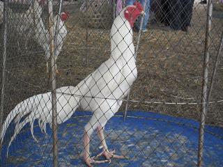 ไก่ชน ชนไก่ Fighting cock