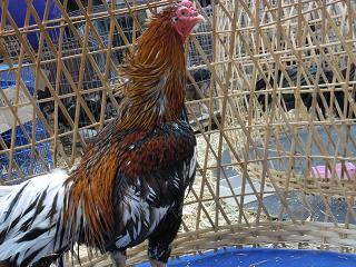 ไก่ชน ชนไก่ Fighting cock