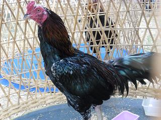 ไก่ชน ชนไก่ Fighting cock