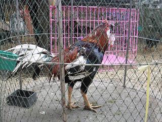 ไก่ชน ชนไก่ Fighting cock
