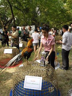 ไก่ชน ชนไก่ Fighting cock