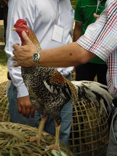 ไก่ชน ชนไก่ Fighting cock