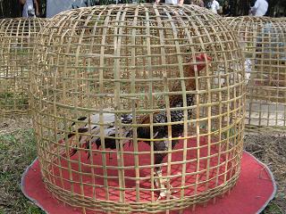 ไก่ชน ชนไก่ Fighting cock