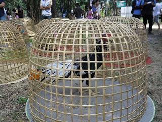 ไก่ชน ชนไก่ Fighting cock