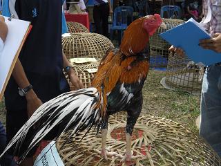 ไก่ชน ชนไก่ Fighting cock