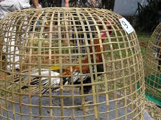 ไก่ชน ชนไก่ Fighting cock