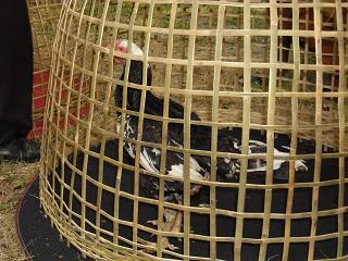 ไก่ชน ชนไก่ Fighting cock
