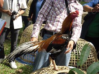 ไก่ชน ชนไก่ Fighting cock