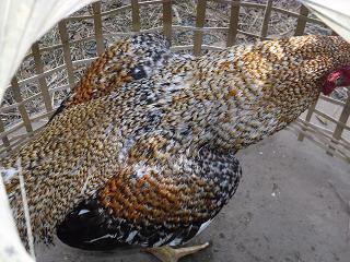 ไก่ชน ชนไก่ Fighting cock