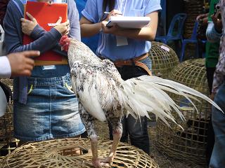 ไก่ชน ชนไก่ Fighting cock