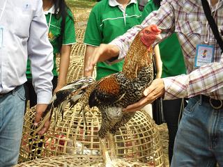 ไก่ชน ชนไก่ Fighting cock