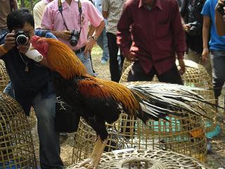 ไก่ชน ชนไก่ Fighting cock