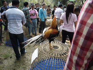 ไก่ชน ชนไก่ Fighting cock