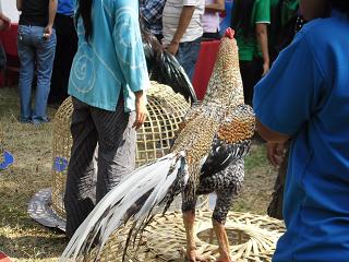 ไก่ชน ชนไก่ Fighting cock