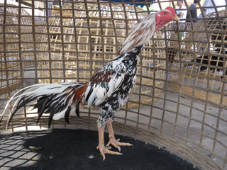 ไก่ชน
