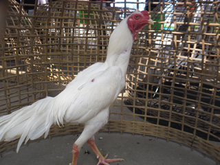 ไก่ชน