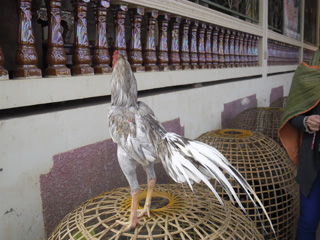ไก่ชน
