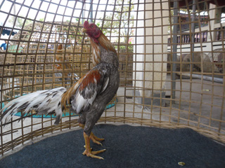 ไก่ชน
