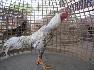 ไก่ชน