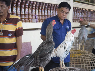 ไก่ชน