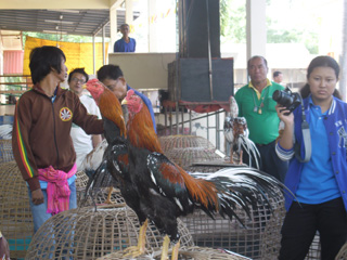 ไก่ชน