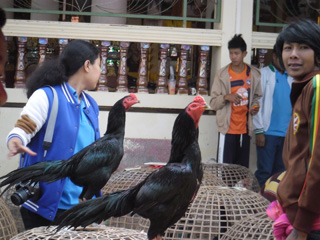 ไก่ชน