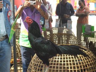 ไก่ชน