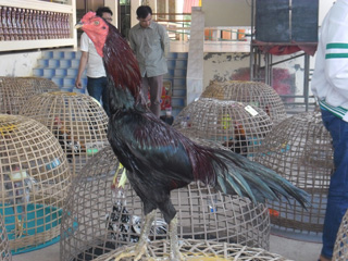 ไก่ชน