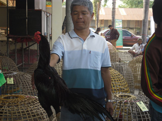 ไก่ชน