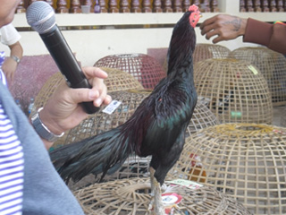 ไก่ชน