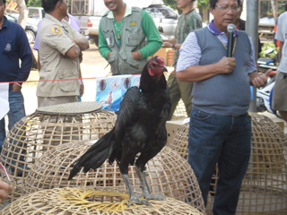ไก่ชน