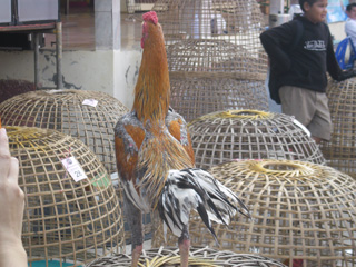 ไก่ชน