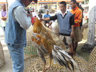 ไก่ชน
