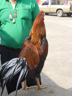 ไก่ชน