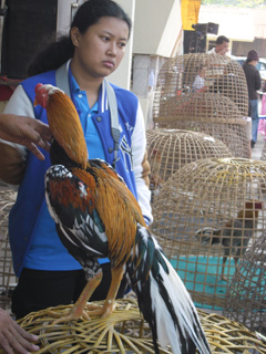 ไก่ชน