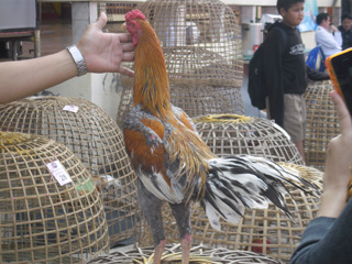 ไก่ชน