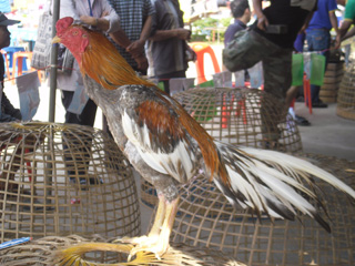 ไก่ชน