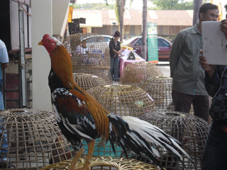 ไก่ชน