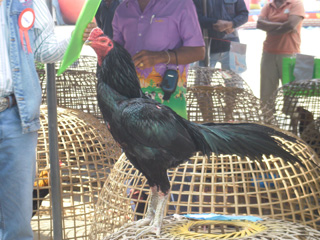 ไก่ชน