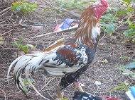 ไก่อุดมทัศนีย์