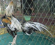 ไก่อุดมทัศนีย์