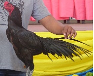 ไก่อุดมทัศนีย์