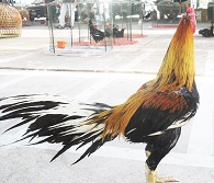 ไก่ชน