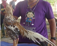 ไก่อุดมทัศนีย์